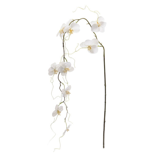 Phalaenopsis 120 cm, Mr Plant