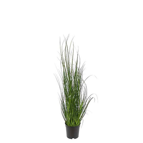 Gräs i kruka, 70 cm, Mr Plant