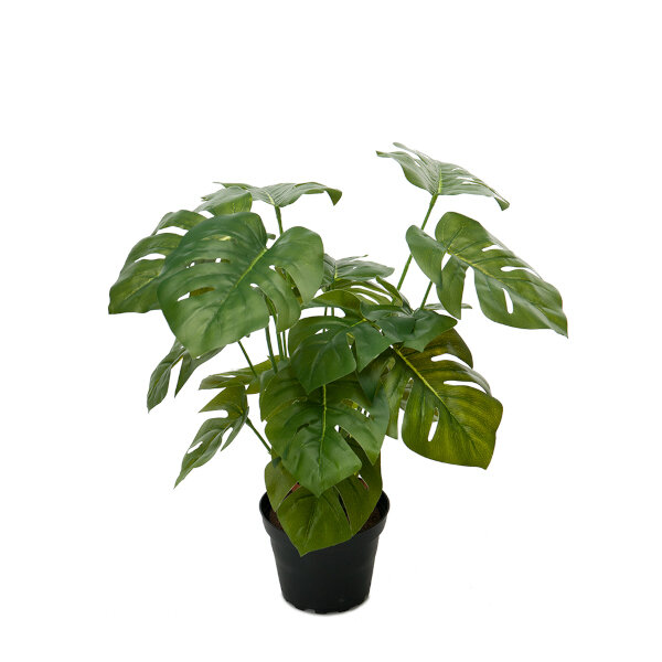 Monstera, Mr Plant