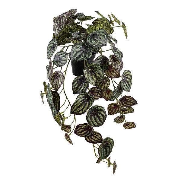 Peperomia, Mr Plant