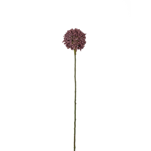 Allium lila, Mr Plant