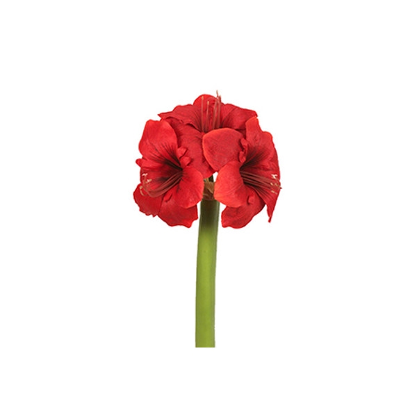 Amaryllis, Mr Plant