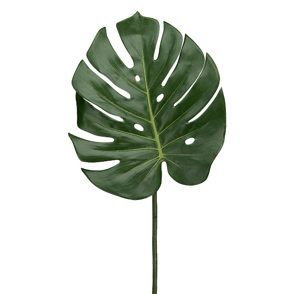 Monstera blad, Mr Plant