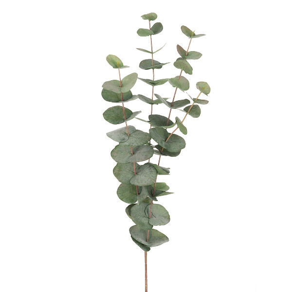 Eucalyptus, Mr Plant